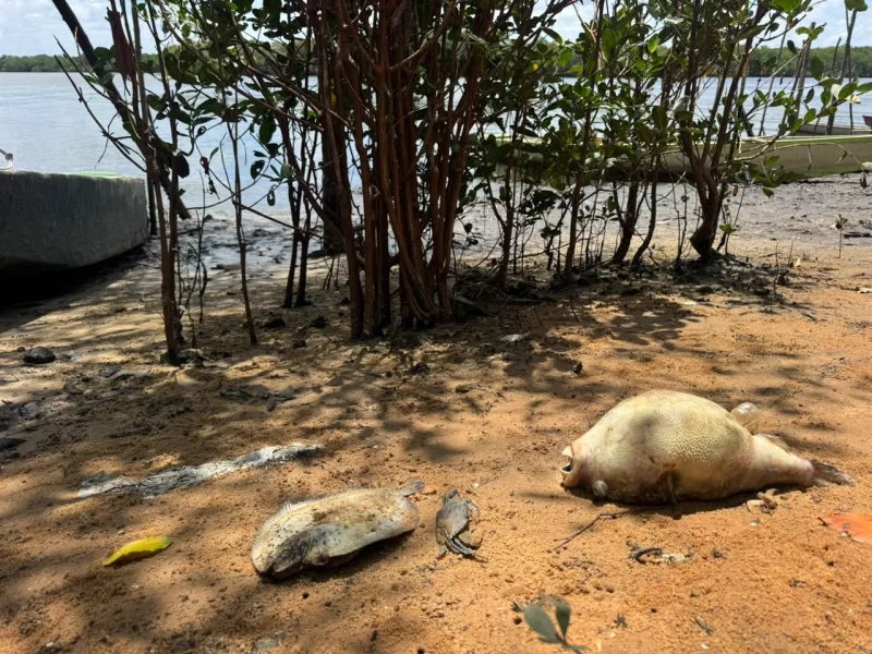 Peixes mortos às margens do Rio Potengi em Natal