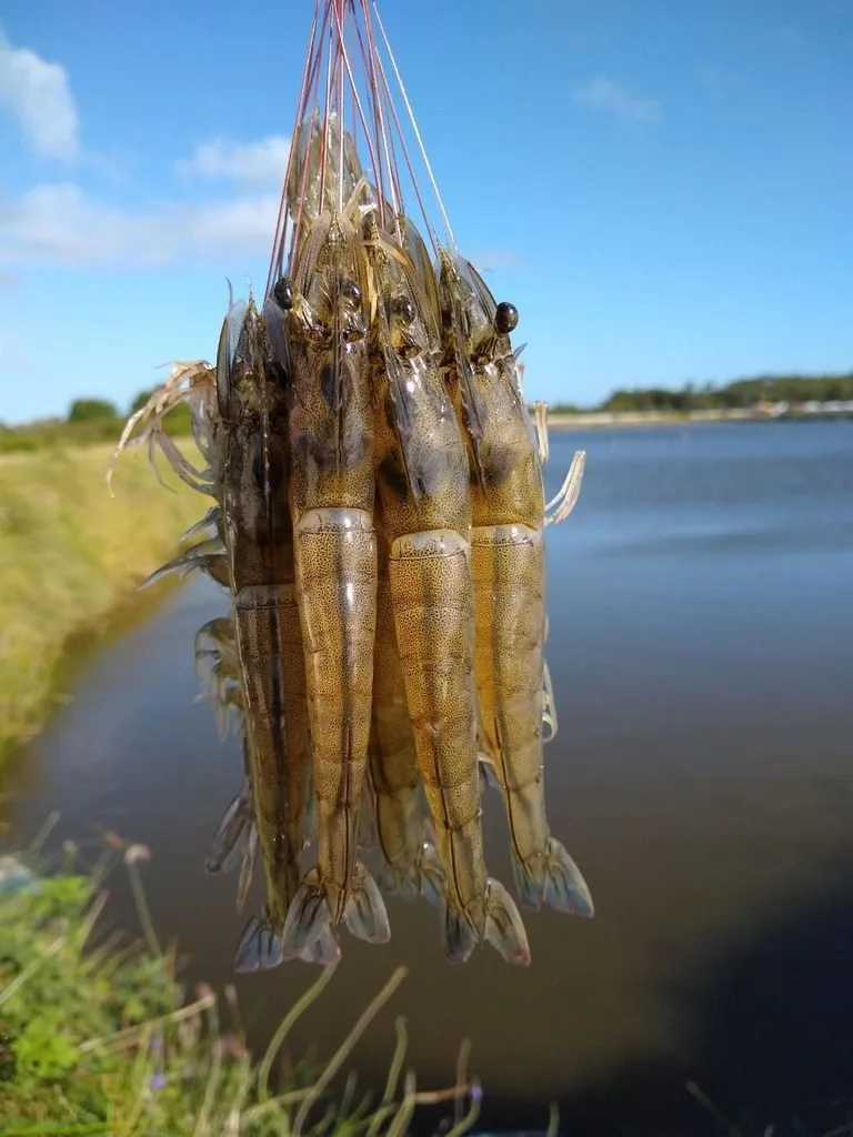 Produção de camarão em viveiros no Rio Grande do Norte