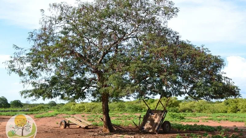 Foto de um angico na paisagem típica da Caatinga potiguar.