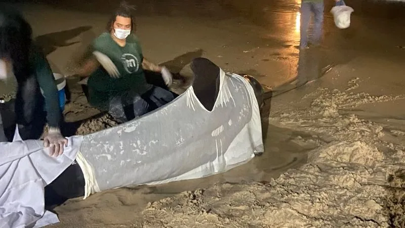 Baleia-piloto encontrada em praia do Rio Grande do Norte.