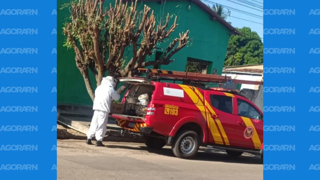 Equipe do Corpo de Bombeiros Militar do Rio Grande do Norte em operação de captura de enxame.