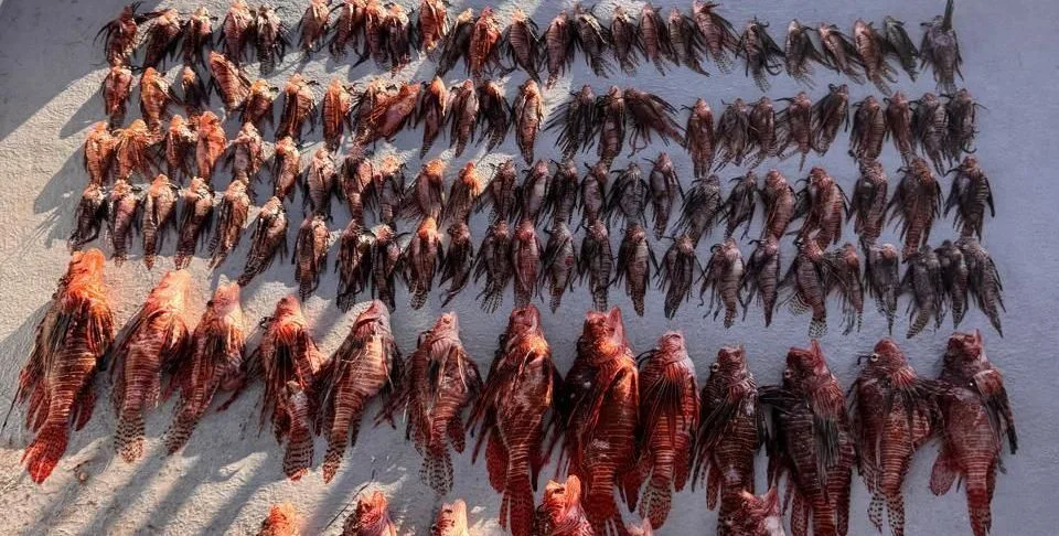 Equipe de mergulhadores coletando peixes-leão em Fernando de Noronha.