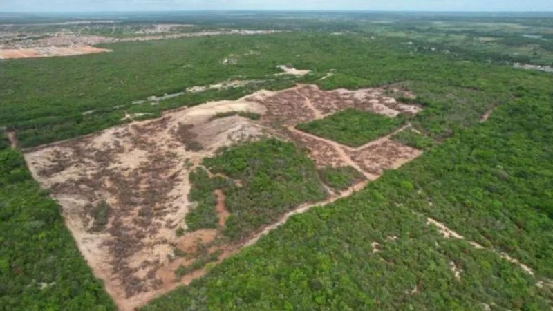 Vegetação de Mata Atlântica em área de preservação.