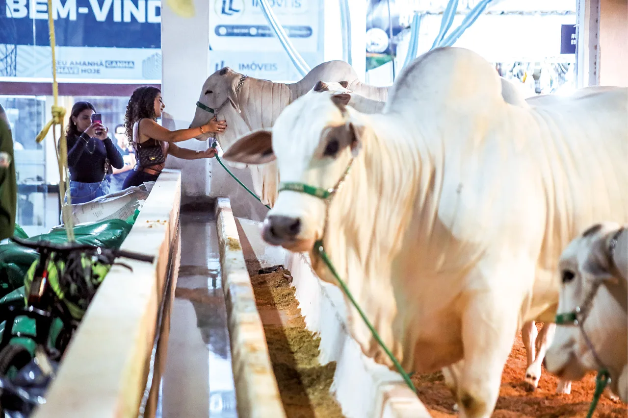 Animais em exposição no Parque Aristófanes Fernandes durante a Festa do Boi.
