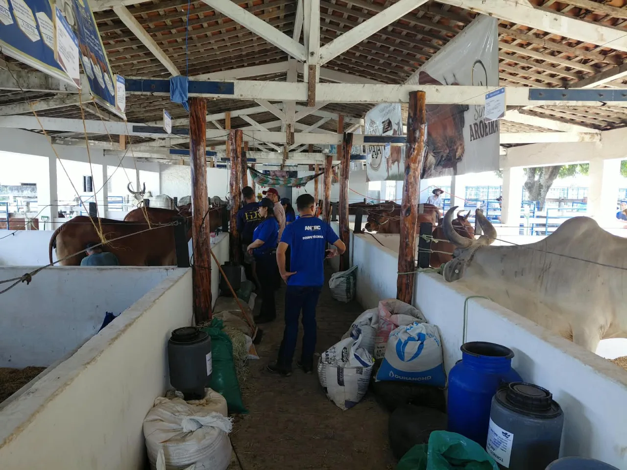 Vacas sendo ordenhadas em ambiente de exposição na Festa do Boi 2026.