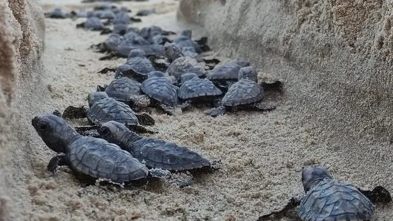 Agentes ambientais em atividade na praia de Natal, realizando monitoramento de preservação marinha.