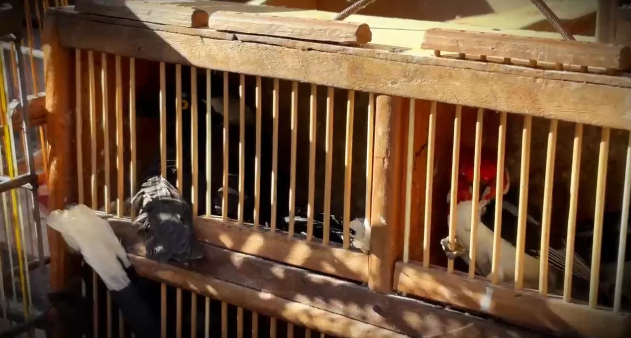 Aves silvestres apreendidas em operação do BPAmb.