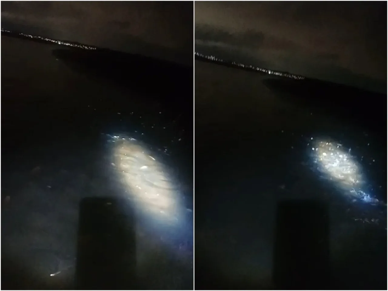 Peixes boiando às margens do Rio Potengi em Natal.