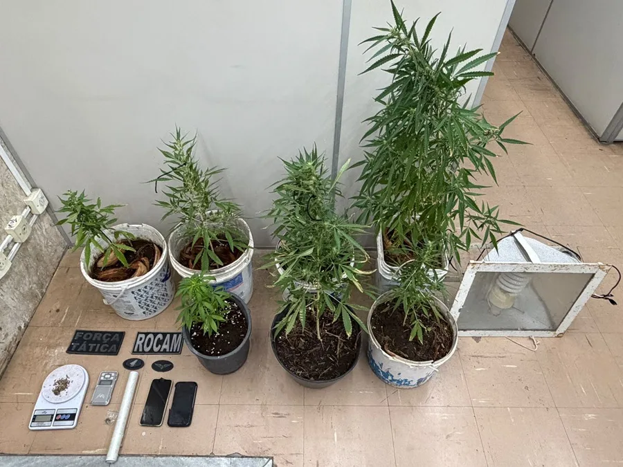 Itens apreendidos pela polícia, incluindo plantas de maconha e materiais de cultivo.