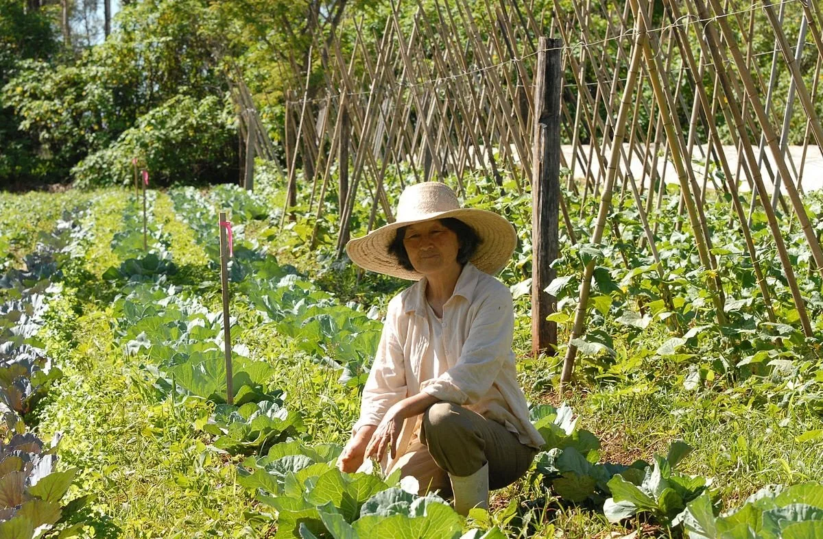 Plantação sendo reavaliada por produtor rural em campo.