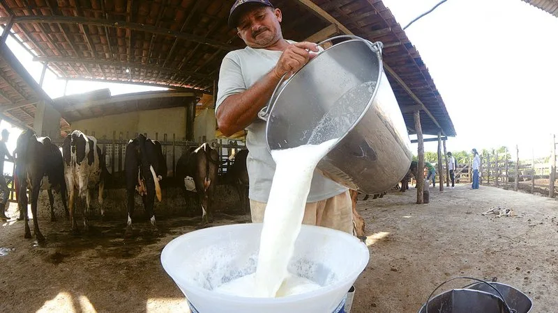 Produtor rural realizando ordenha em propriedade leiteira no interior do Rio Grande do Norte.
